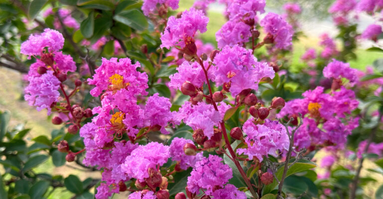 Crape Myrtle (featured image)