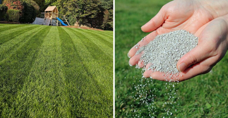 Should You Fertilize Fescue In April In Georgia Or Skip It