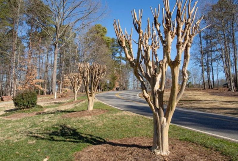 Major Pruning Season Ends Before New Growth Begins