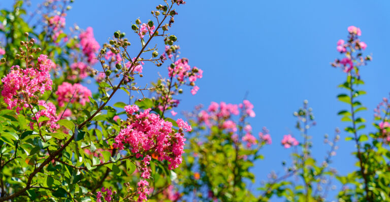 tree (featured image)