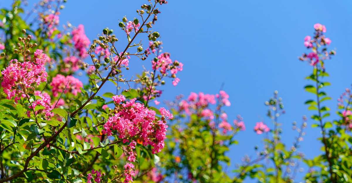 tree (featured image)