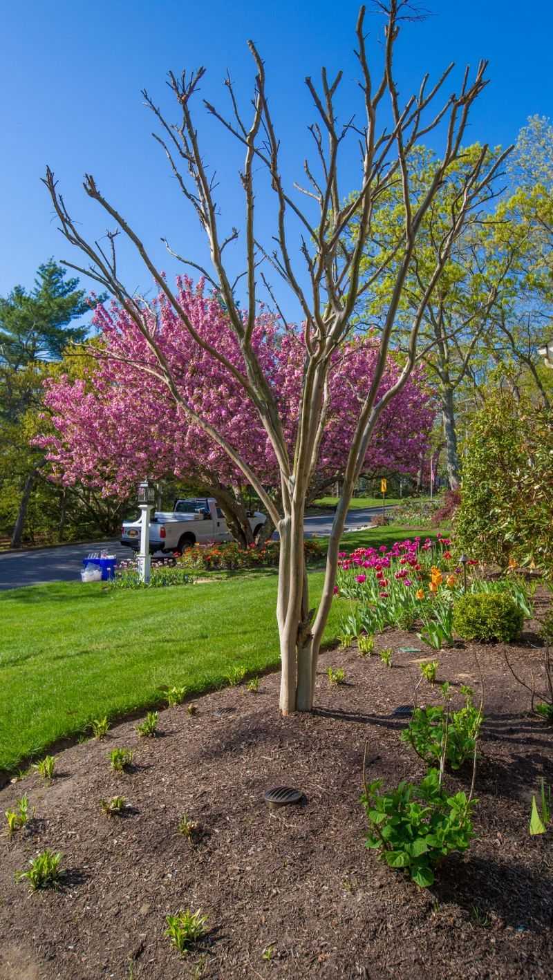 Crape Myrtles Bloom On New Wood Which Affects Pruning Timing