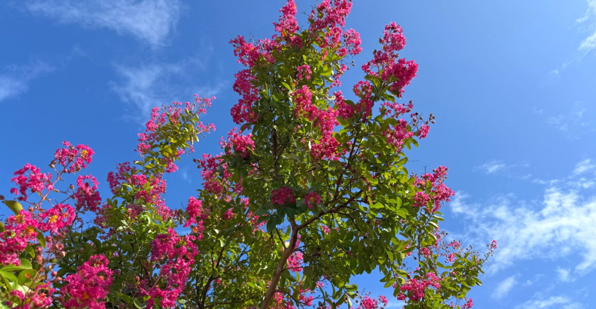 crape myrtle