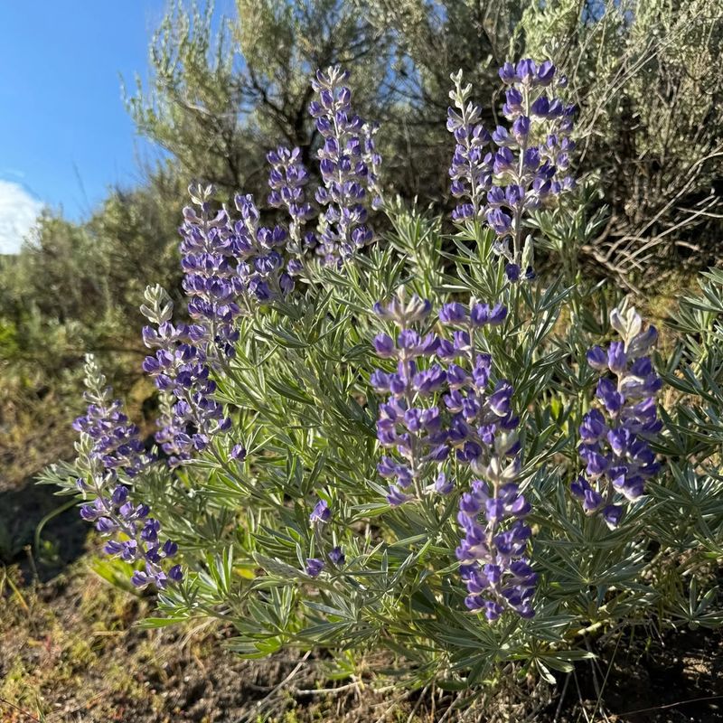 Silvery Lupine Feeding Early Season Pollinators