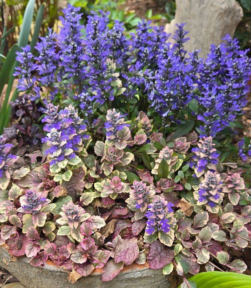 Ground Covers Fill Empty Spaces Gracefully