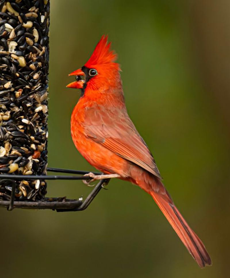 Nearby Shrubs Add Cover Around Food Sources