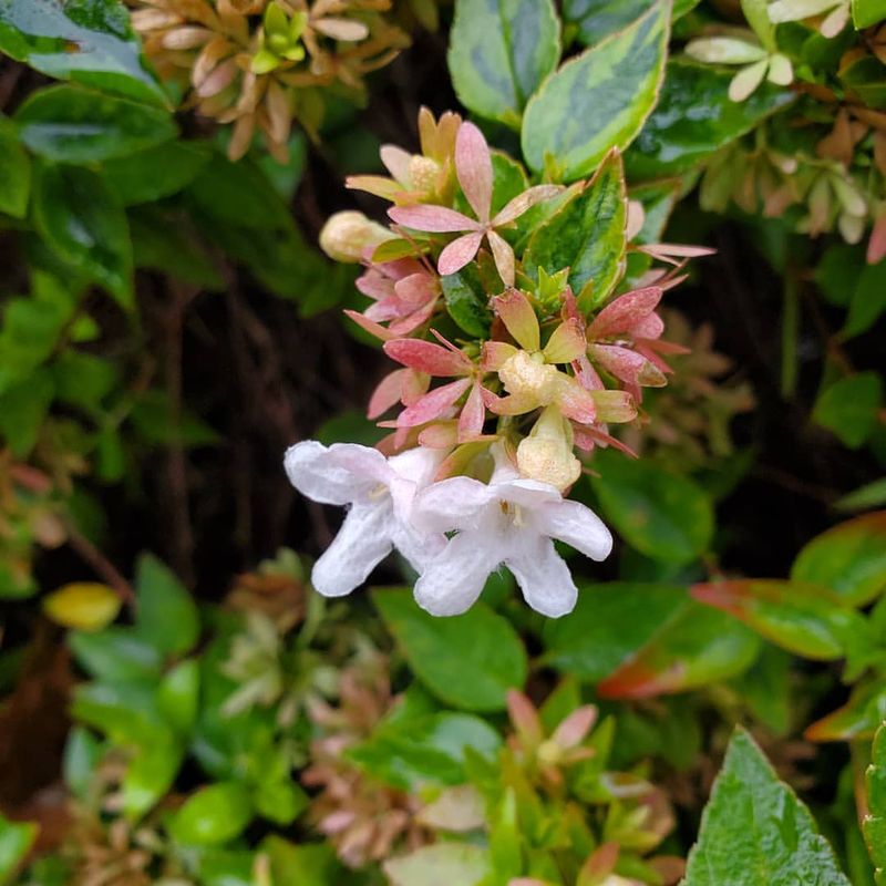 Abelia Gains Strength For A Longer Show