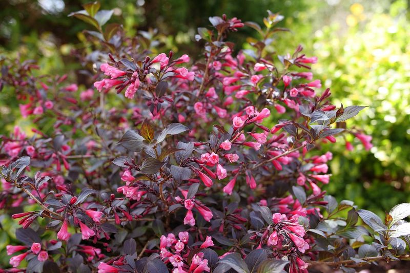 Weigela Gets A Head Start On Strong Spring Growth