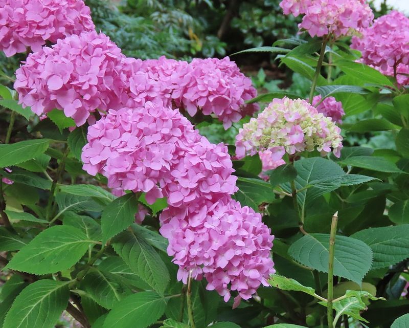 Bigleaf Hydrangea (Hydrangea macrophylla)