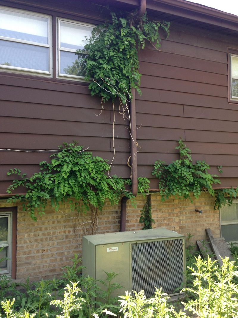 Vines Climbing The House