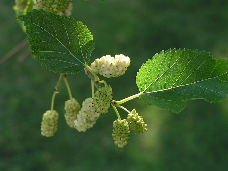 White Mulberry Interferes With Native Mulberry Populations