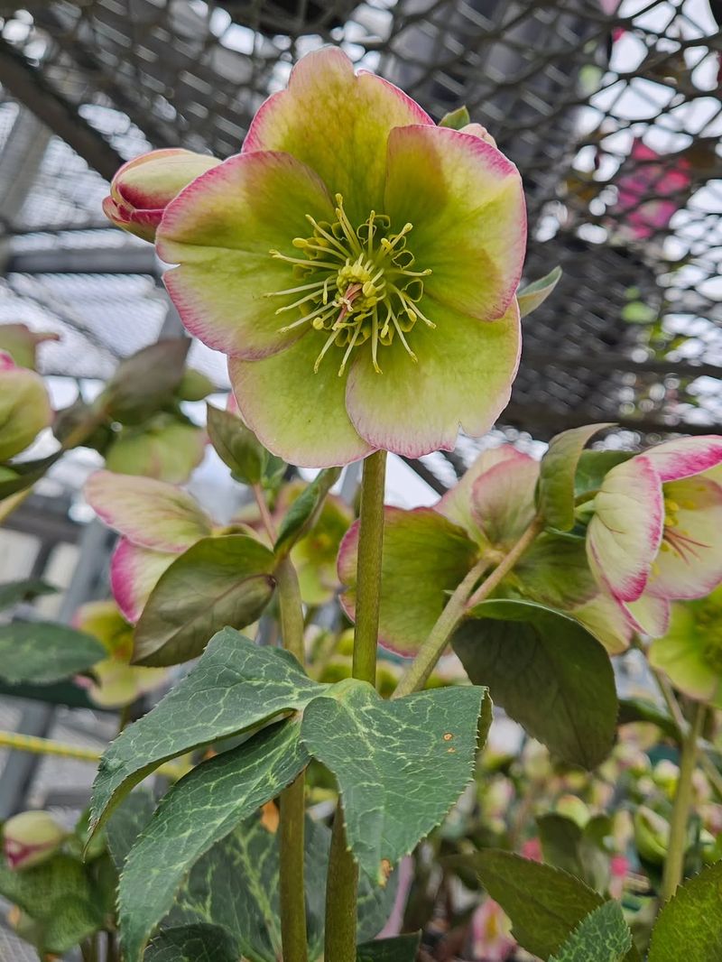 Hellebores (Helleborus x hybridus)
