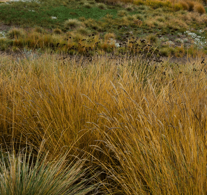 Autumn Moor Grass