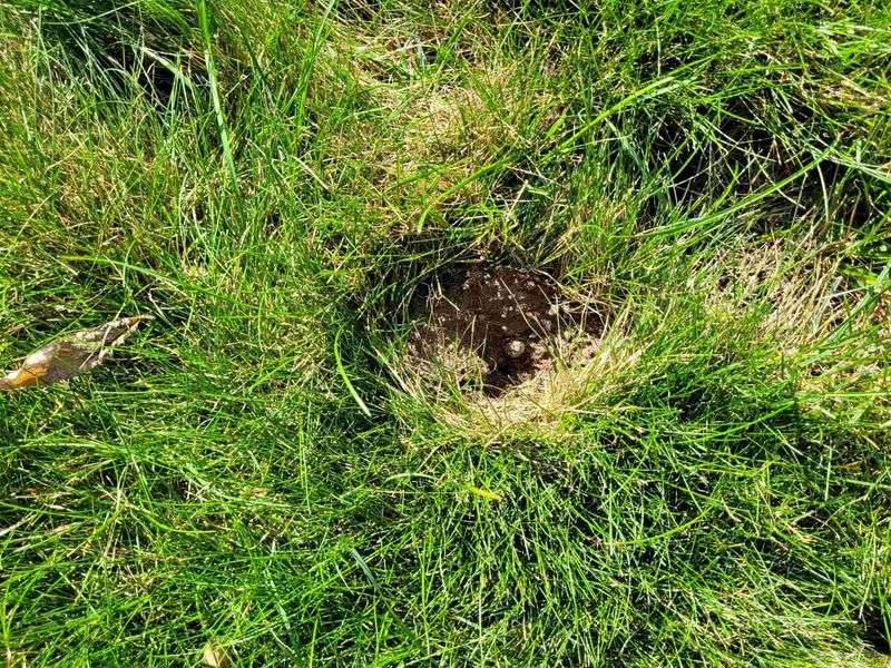 Small Cone-Shaped Holes In The Lawn