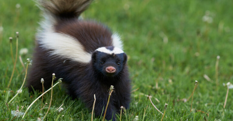 skunk on lawn