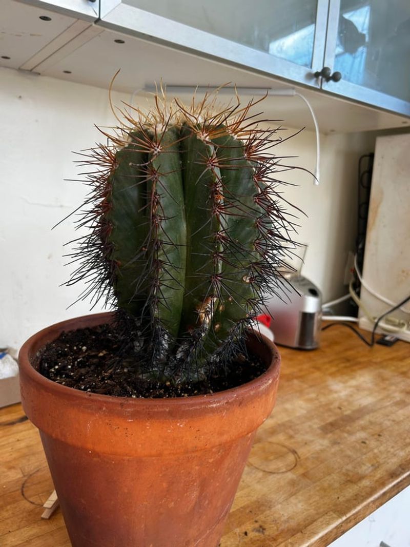 Overwatering Poses A Major Risk To Saguaros In Summer