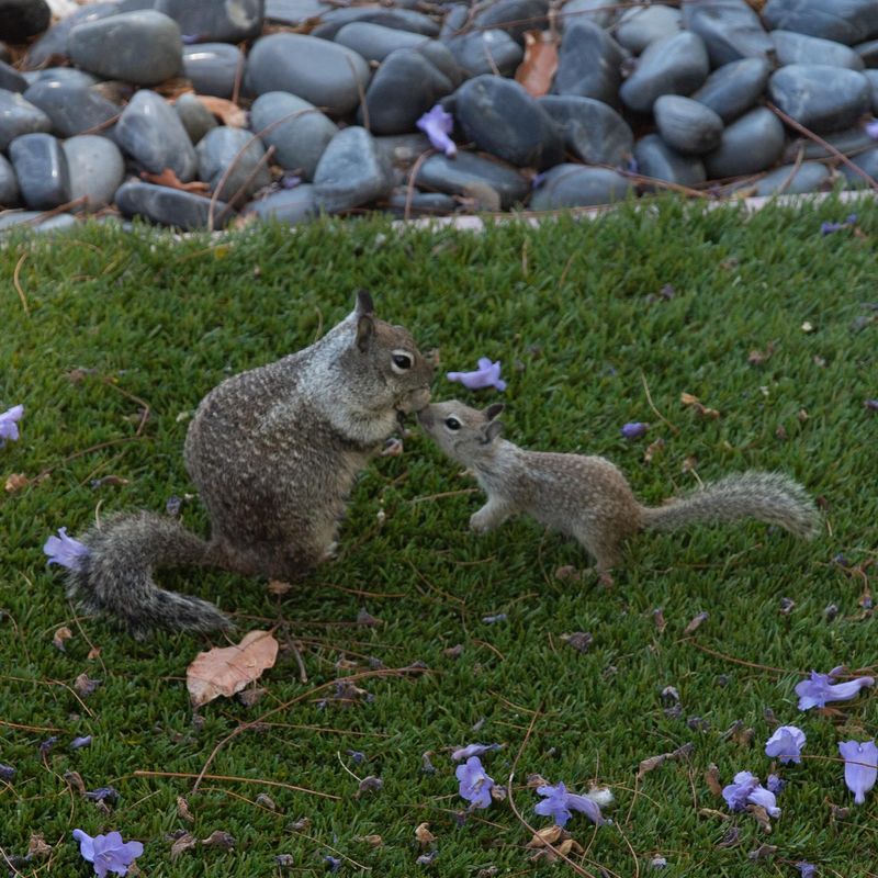 Why Ground Squirrels Target Yards