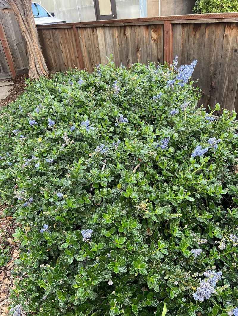 Groundcover Ceanothus