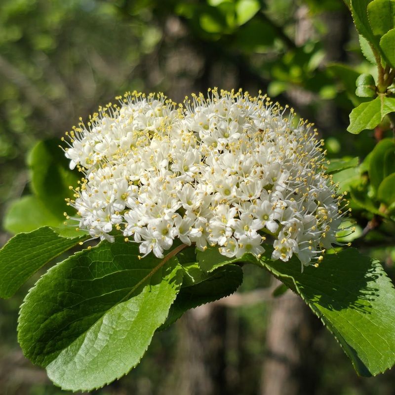 Blackhaw Viburnum Gives Privacy Plantings A Stronger Backbone