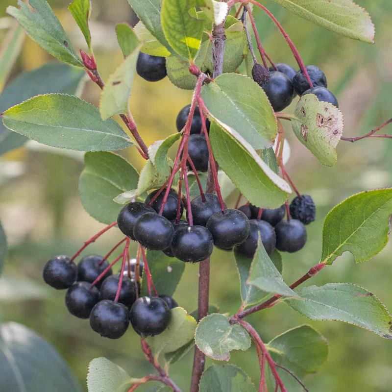 Black Chokeberry Brings Compact Growth And Four Season Interest