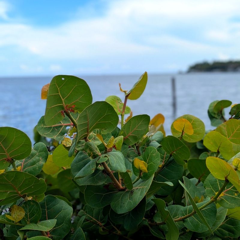 Seagrape Stays Unbothered In Hot Coastal Florida Yards