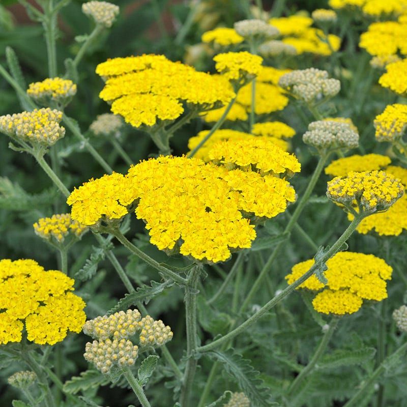 Moonshine Yarrow With Bright Blooms And Silver Foliage