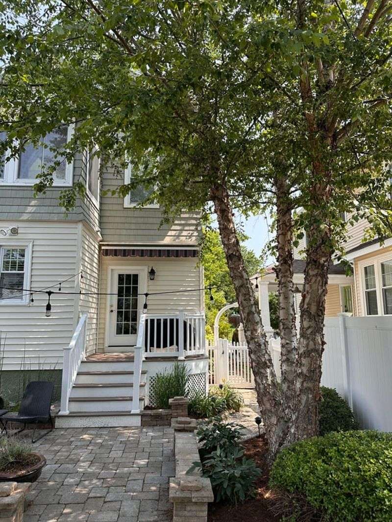 River Birch Creates More Mess Than Expected