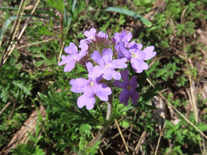 Prairie Verbena (Glandularia Bipinnatifida)