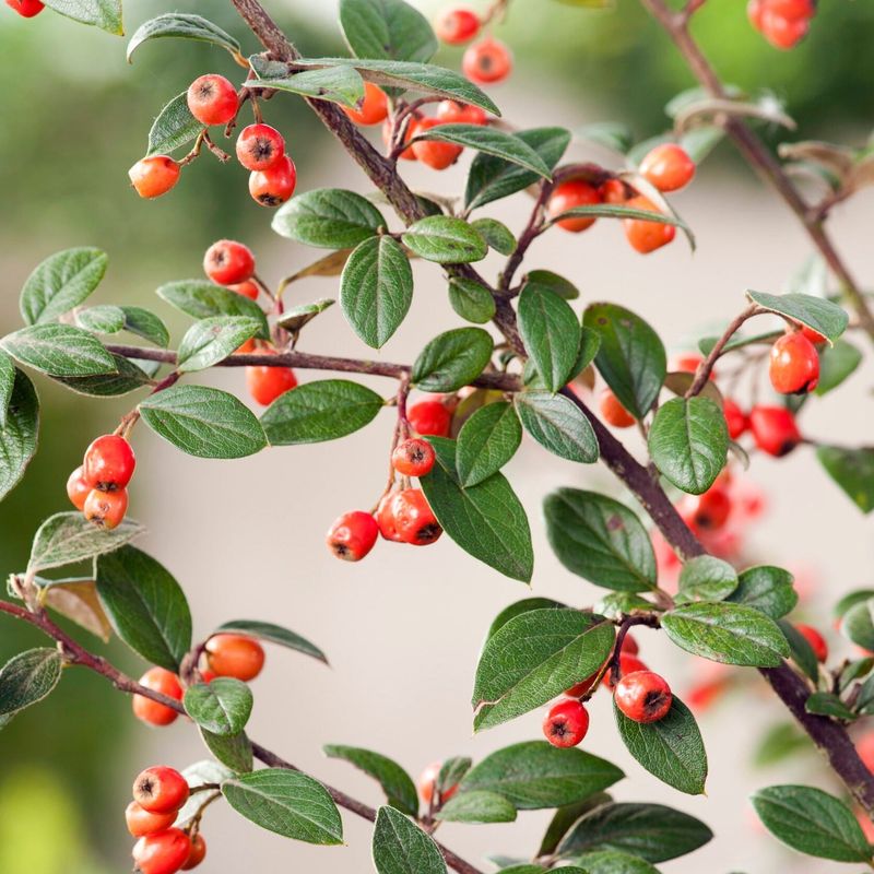 Franchet's Cotoneaster