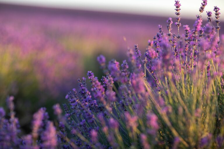 lavender