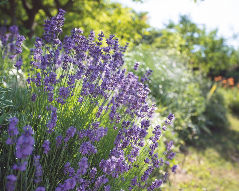 Why April Matters For Lavender In Pennsylvania