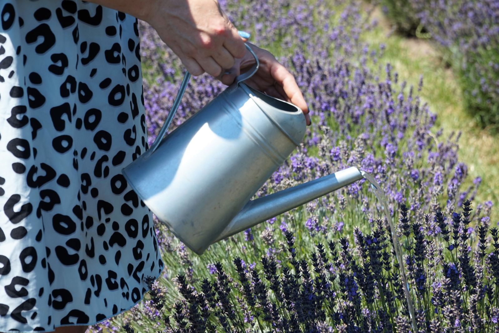 watering lavender