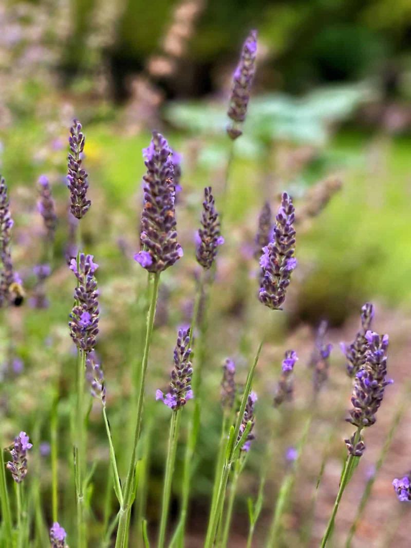 Why April Is A Critical Month For Lavender In Texas