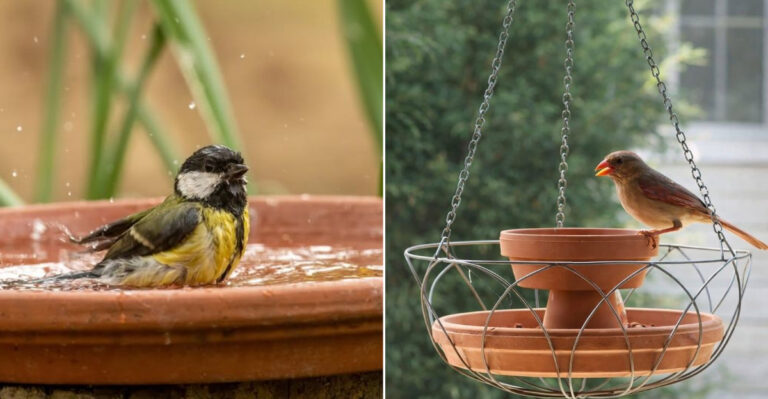 Simple Birdbath Alternatives That Brings More Birds To Ohio Yards