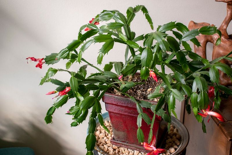 Common Mistakes Pennsylvania Gardeners Should Avoid