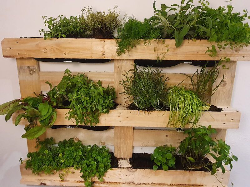 Vertical Herb Garden For Small-Space Growing