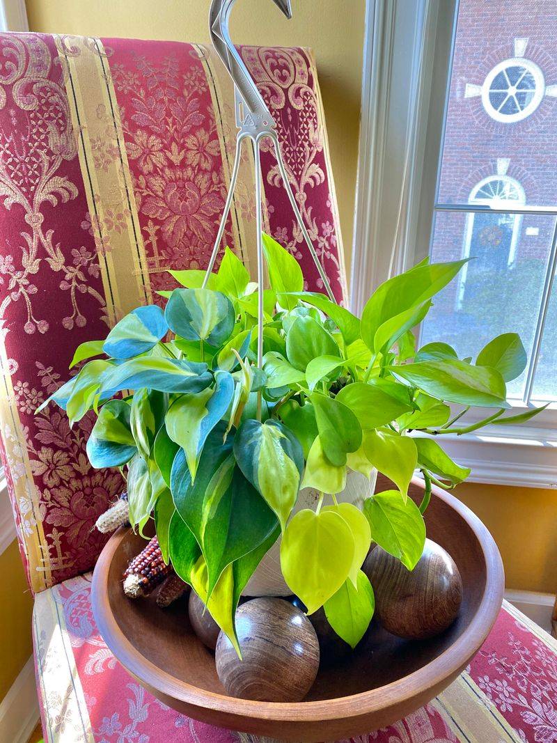 Pothos And Philodendron For Bright Indirect Light