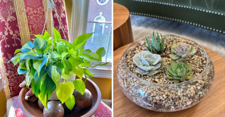 Simple One Pot Plant Pairings Michigan Gardeners Can Grow Together