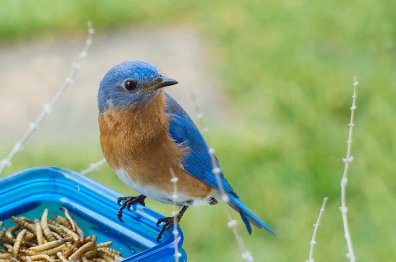 Mealworms Can Supplement Natural Food During Cold Spring Snaps