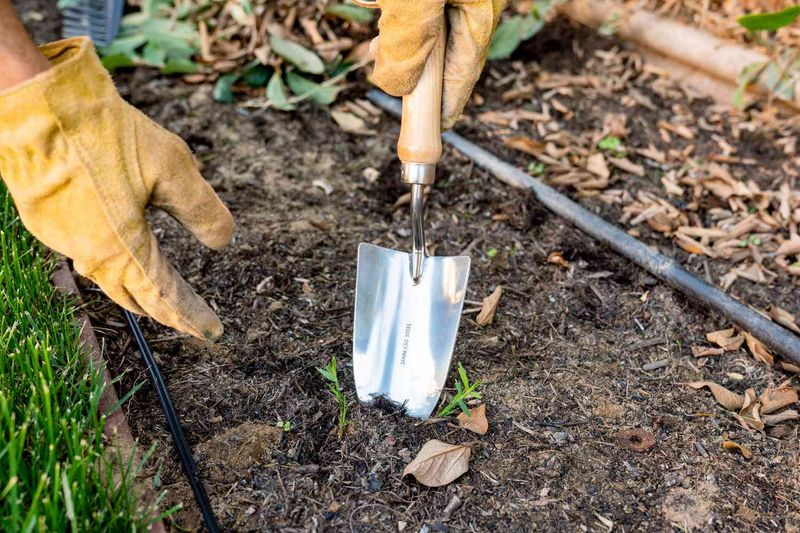 Test Soil pH Before Adding Lime Or Other Amendments