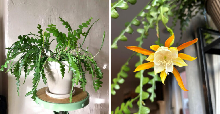 Simple Tricks Michigan Plant Lovers Use To Get Fishbone Cactus To Bloom