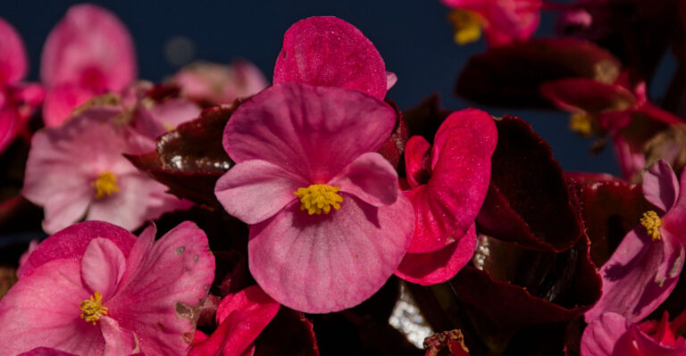 wax begonia