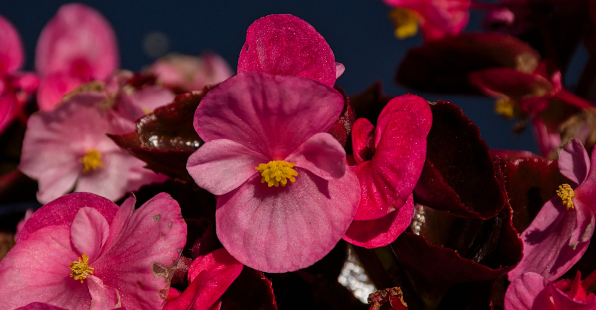 wax begonia