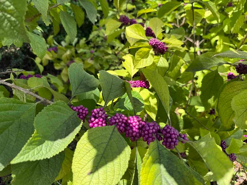 American Beautyberry Shines In Sunny Inland Florida Spots
