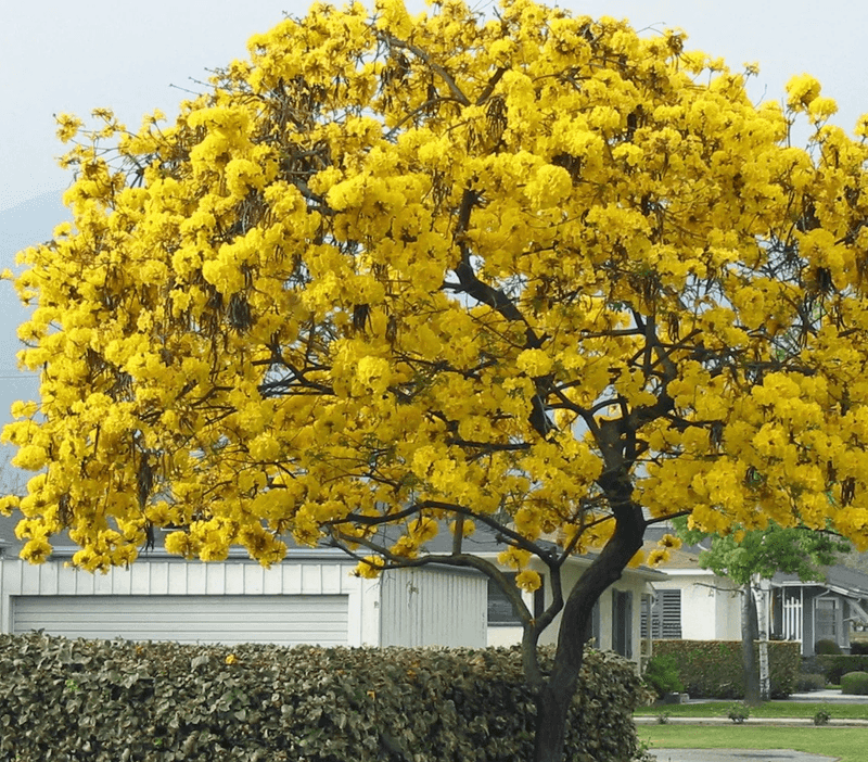 Tabebuia Resets After Bloom Season