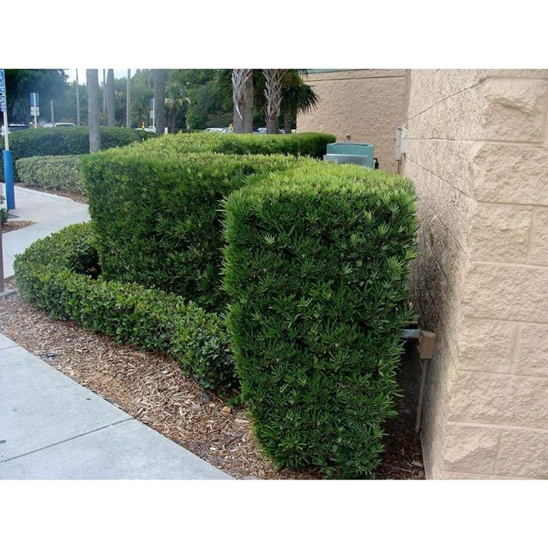 Dwarf Podocarpus Fits Tight Spaces And Stays Tidy