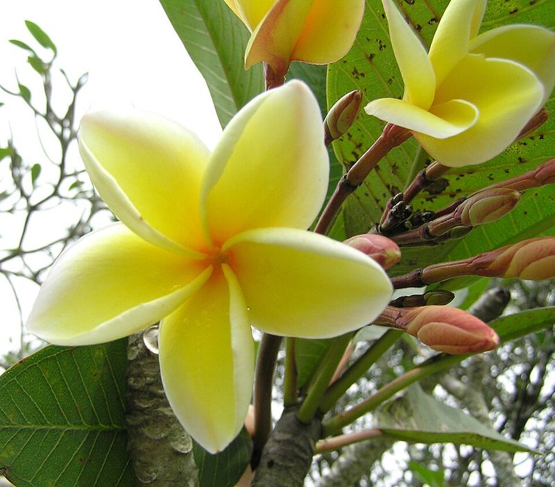 Celadine Plumeria Stays Reliable In Full Sun With Consistent Watering