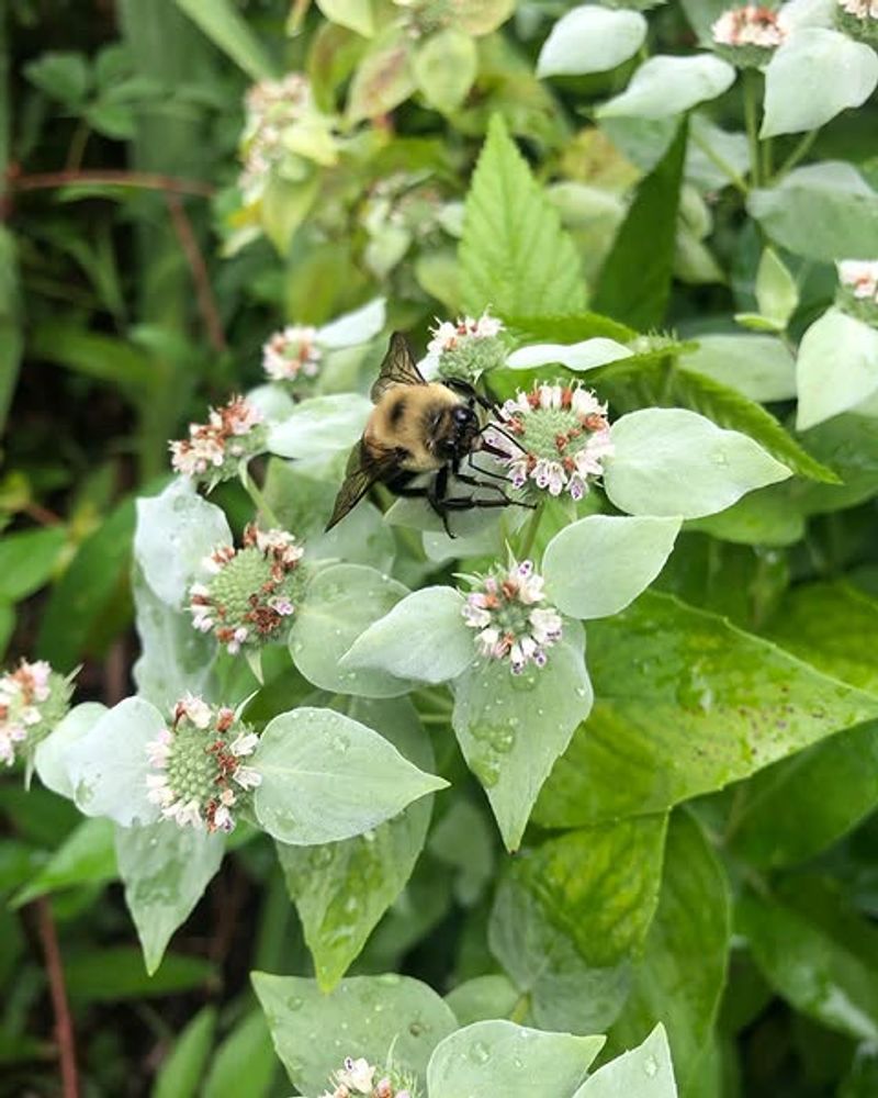 Mountain Mint Pulls In Pollinators Better Than Most Ornamentals