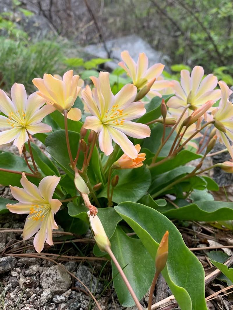 Long Petaled Lewisia