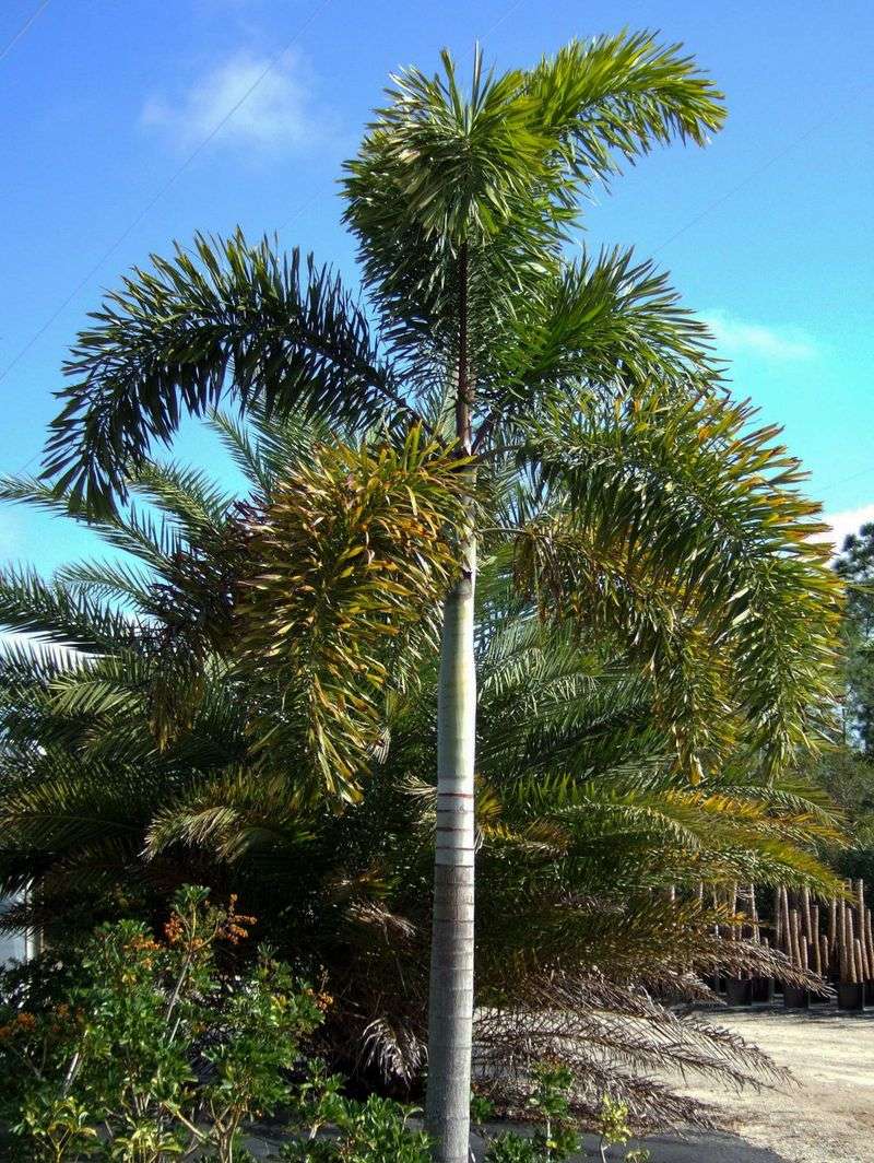 Avoid Foxtail Palm In Yards Without Regular Irrigation